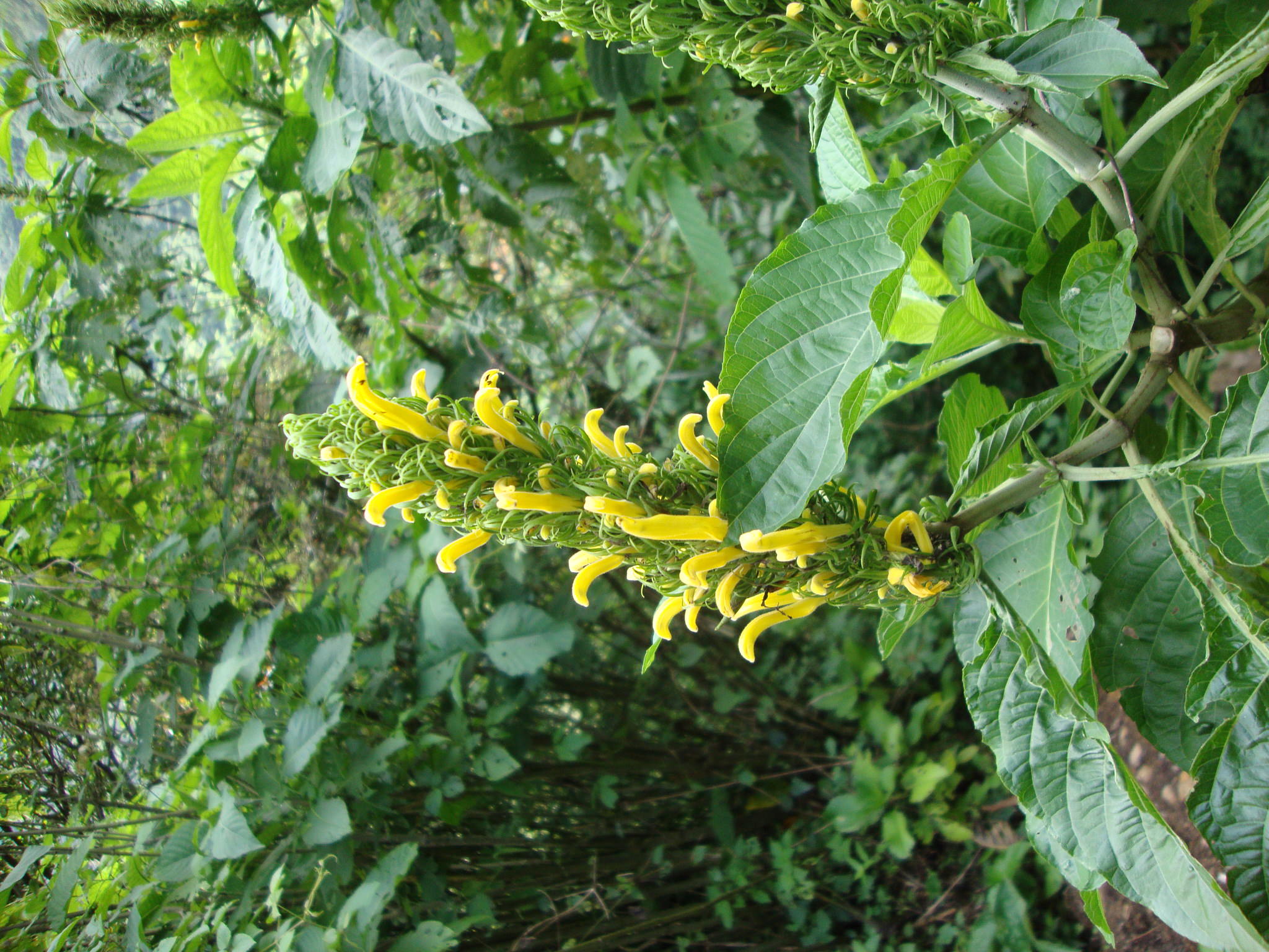 Justicia aurea